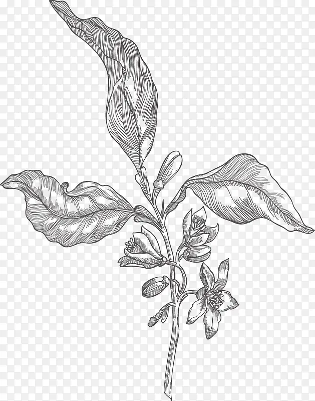 手绘植物PNG图片素材下载_图片编号ymjrmpaa-免抠素材网