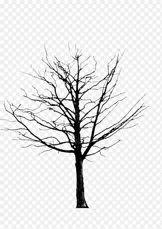 绘画植物 树 黑白