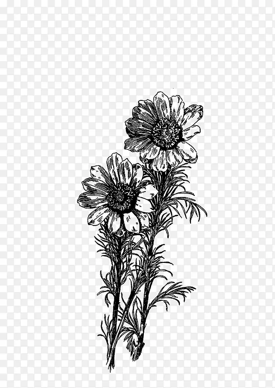 绘画植物 花 黑白
