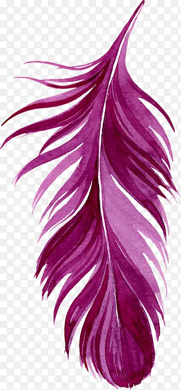 紫色羽毛