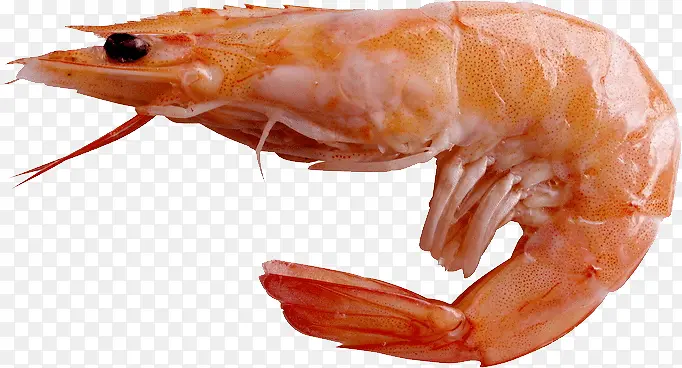 鲜虾实物