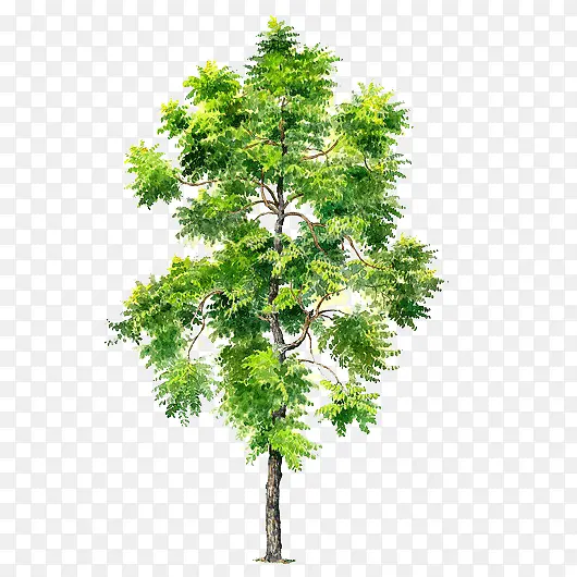 手绘树木图片手绘树木素材PNG图片素材下载_图片编号qmjrgzoe-免抠素材网