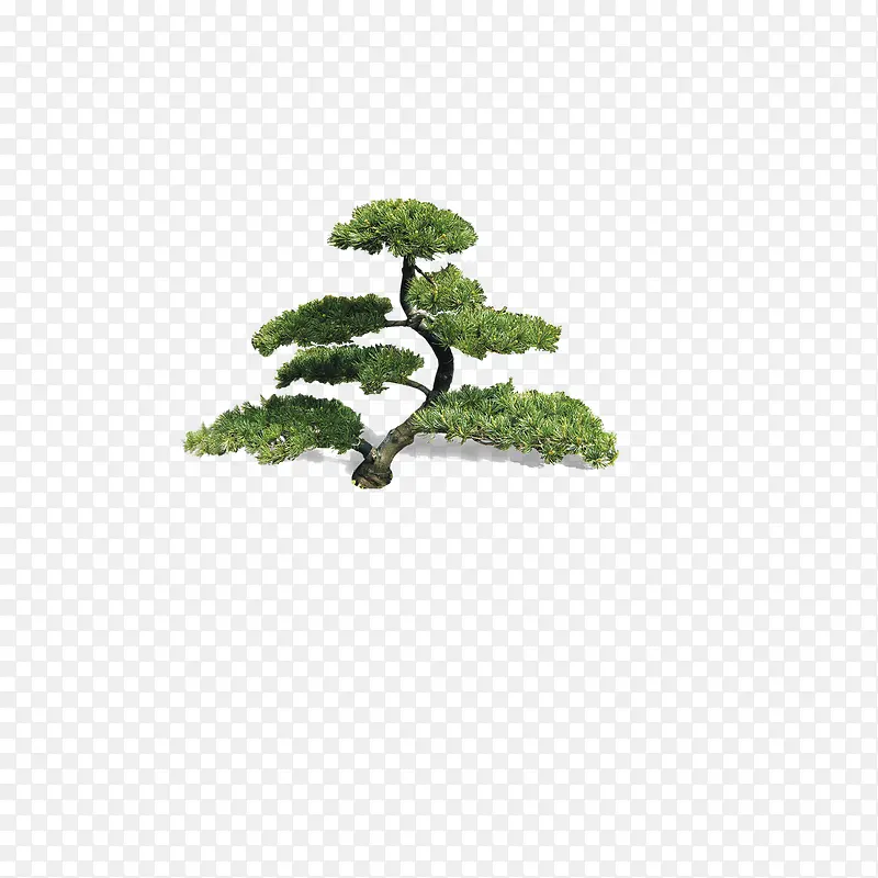 云杉植物装饰