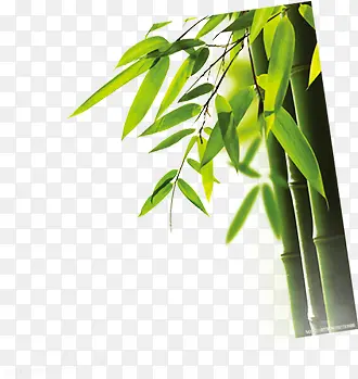 端午绿色竹子竹叶