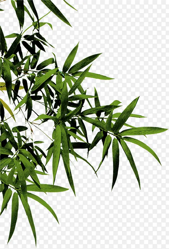 竹子绿色竹叶竹纸