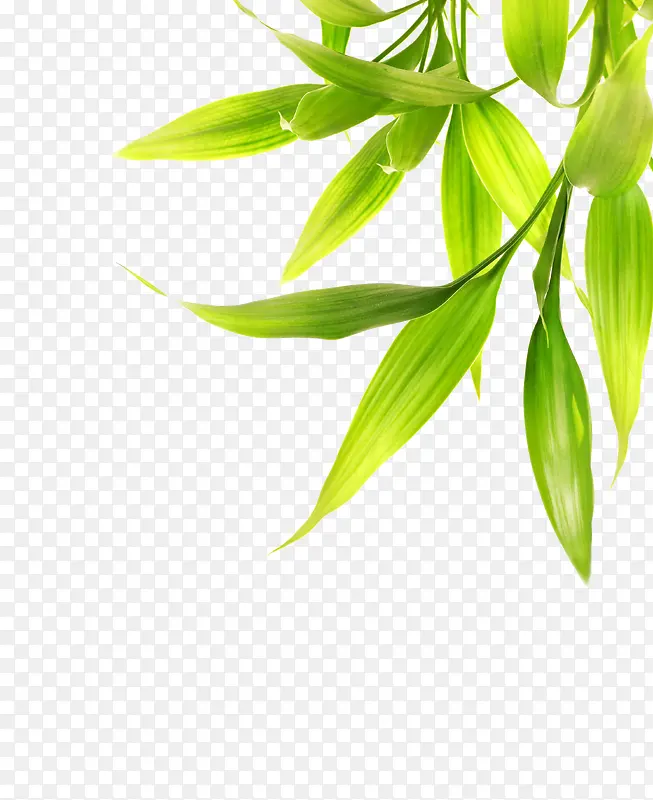 绿色条形竹叶素材