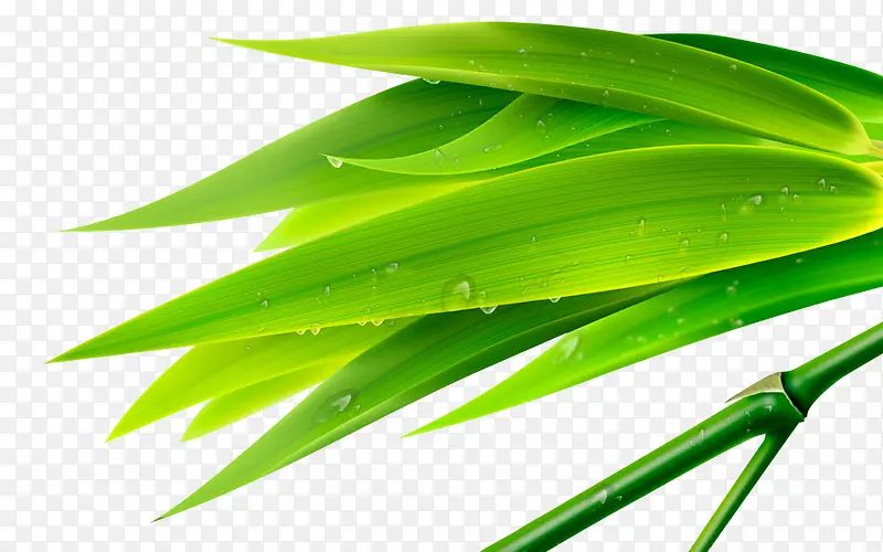 绿色质感创意草本植物竹叶