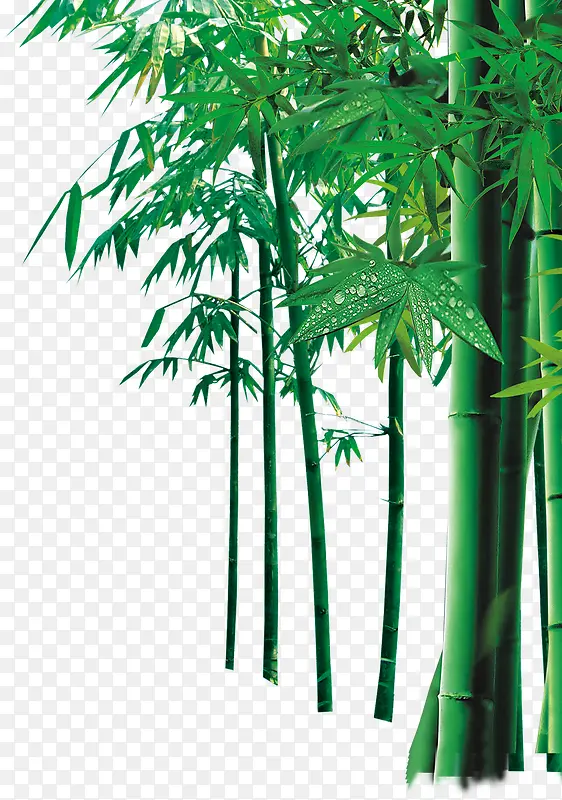 绿色的竹叶产品实物