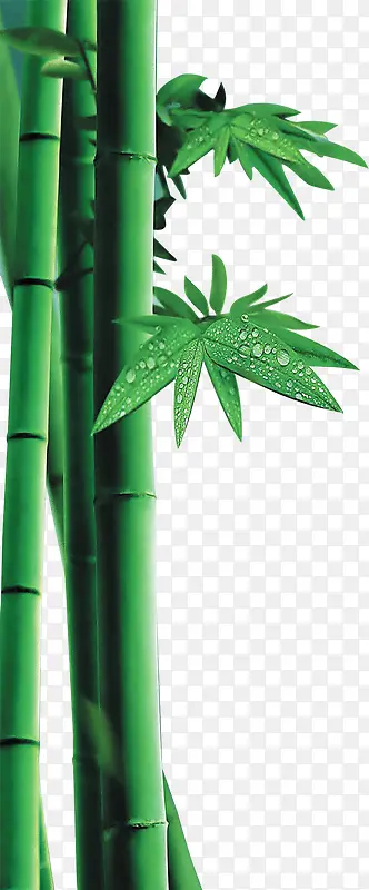 绿色自然竹叶竹子