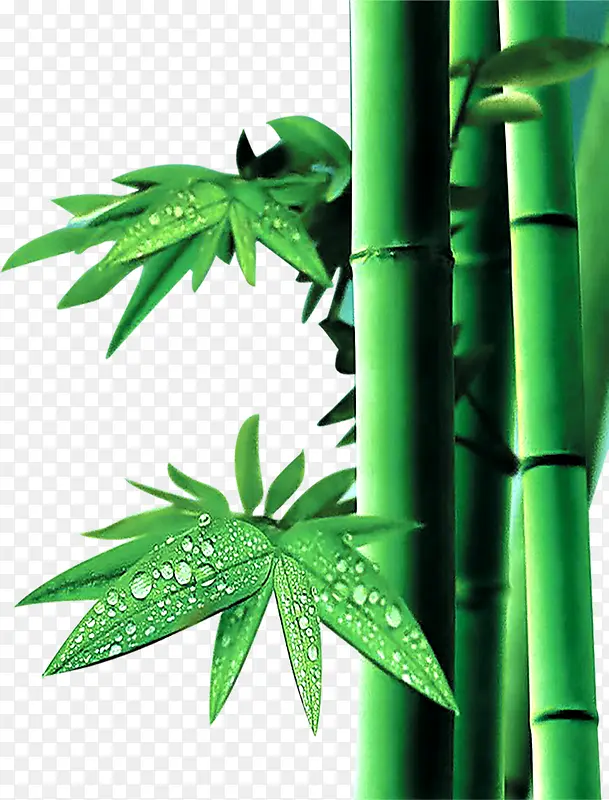 绿色清爽竹叶竹子