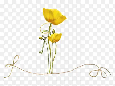 花蕾和迎春花黄色花朵