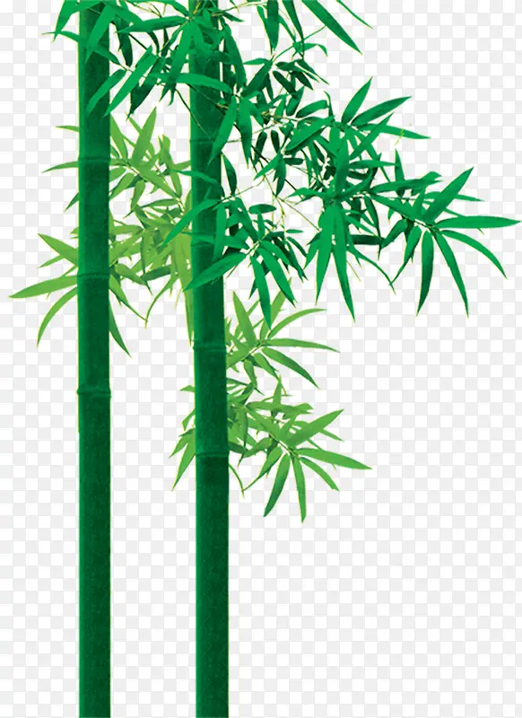 绿色竹叶竹子海报设计