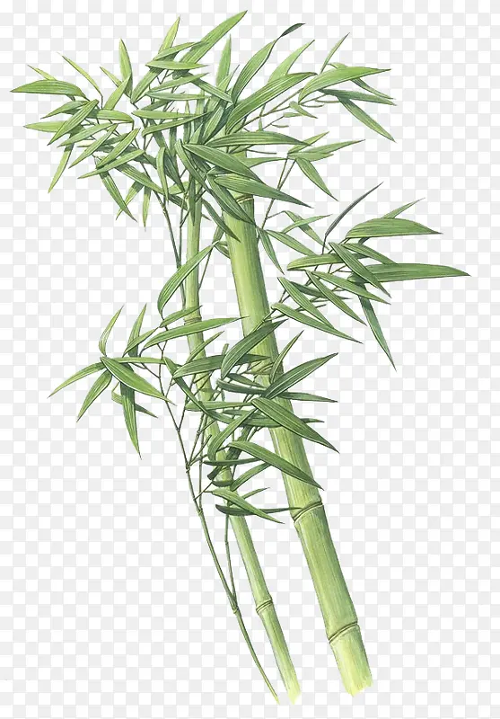 绿色的竹