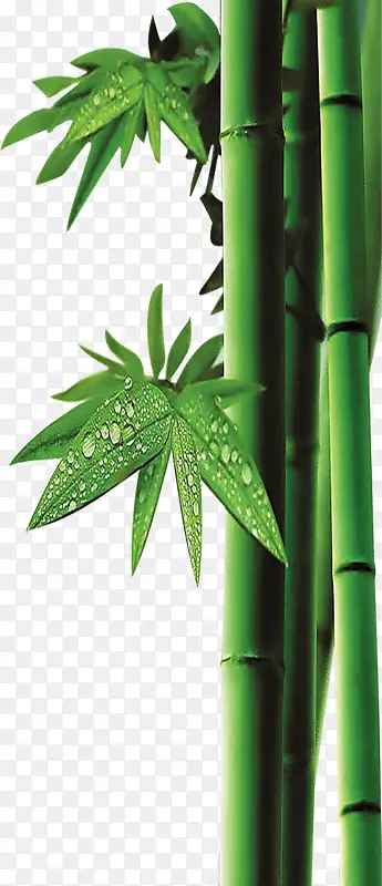 手绘绿色竹子竹叶装饰