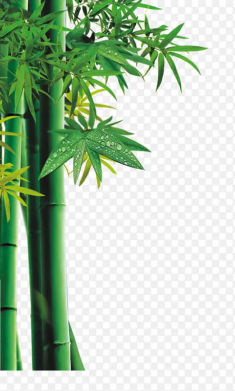 竹子绿色竹子竹叶装饰