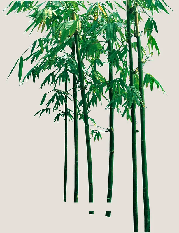 装饰竹子图案