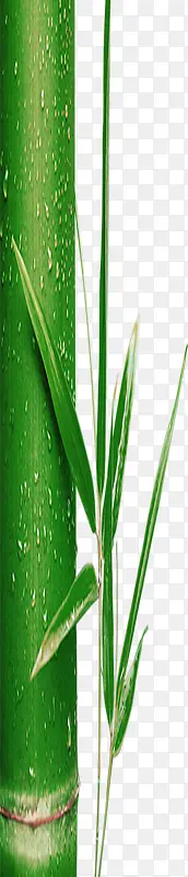 端午节绿色竹子水珠