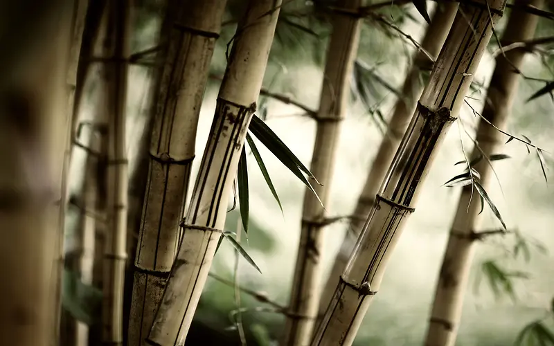 竹群里的竹子特写