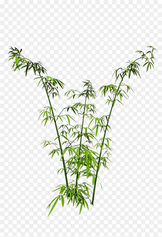 绿色竹子植物手绘
