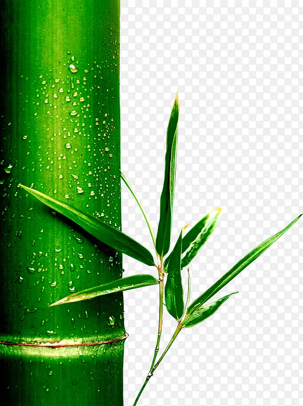 绿色竹筒竹子端午节