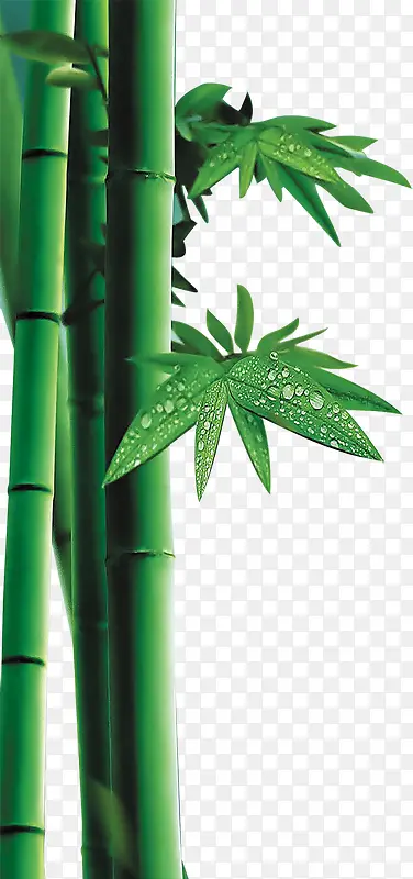 绿色水珠竹子端午