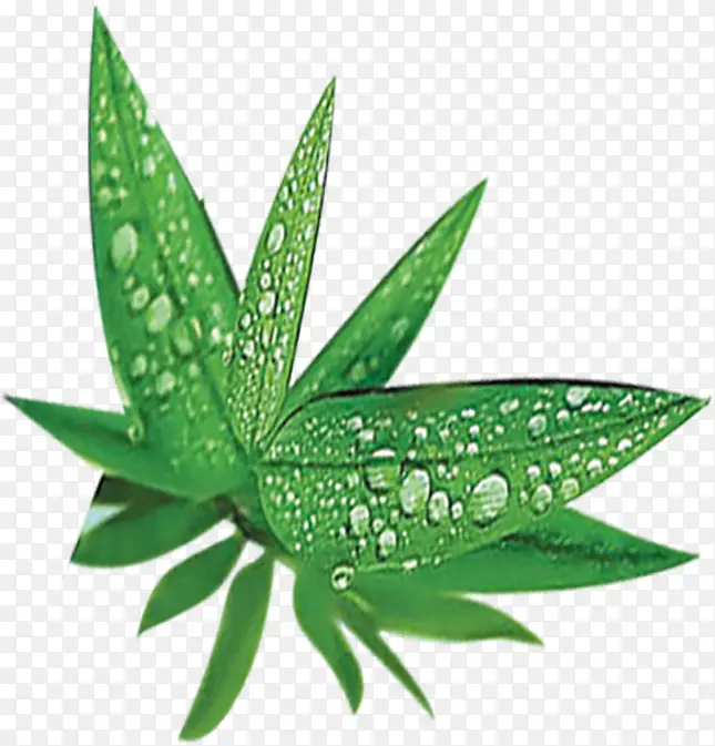 水珠竹子端午