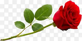 红色鲜花玫瑰花朵爱情情人节礼物