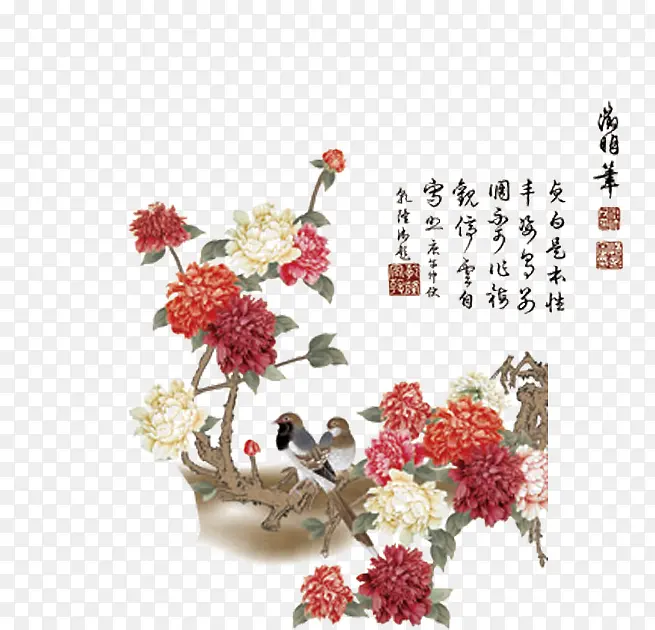 中国菊花