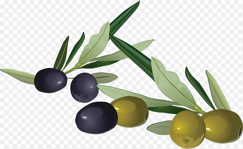 橄榄水彩素材