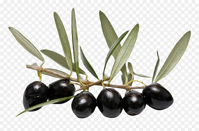 黑色橄榄