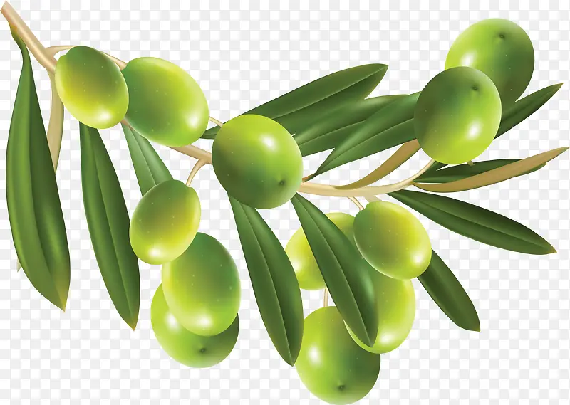 绿橄榄装饰素材