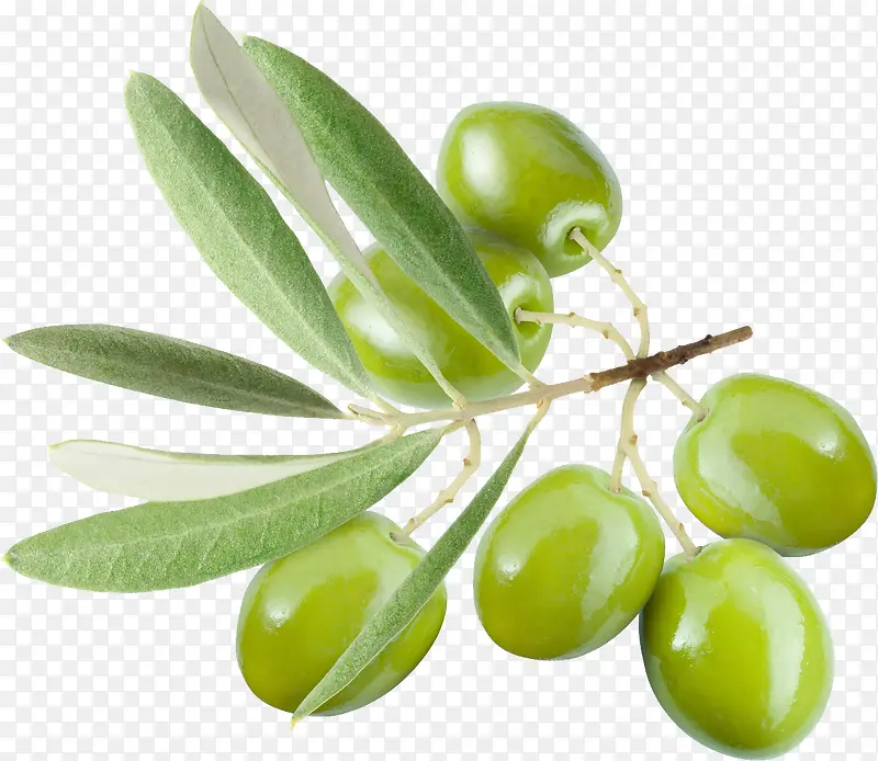 绿色橄榄素材