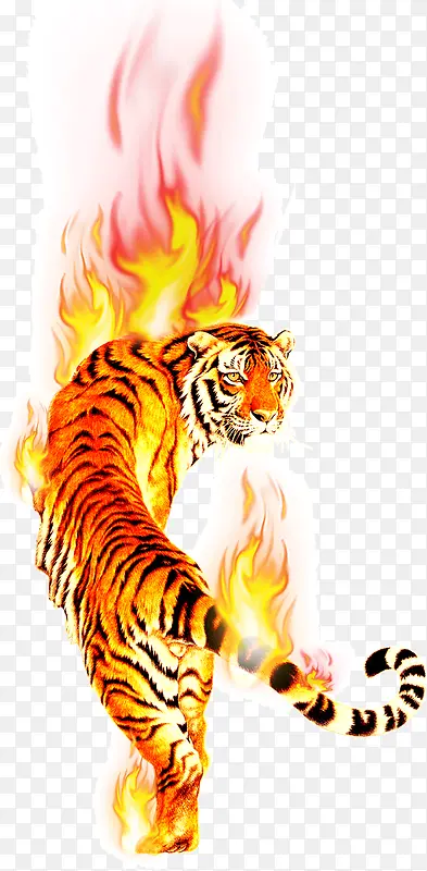燃烧的大老虎