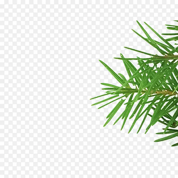 绿色圣诞树植物装饰