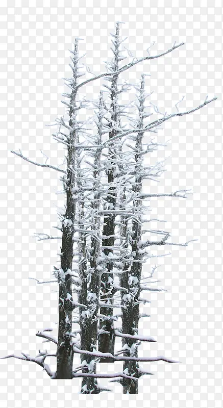 枯树挂雪免抠素材