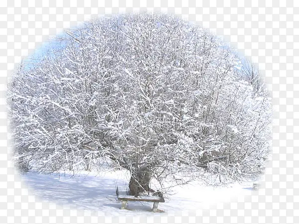雪中大树
