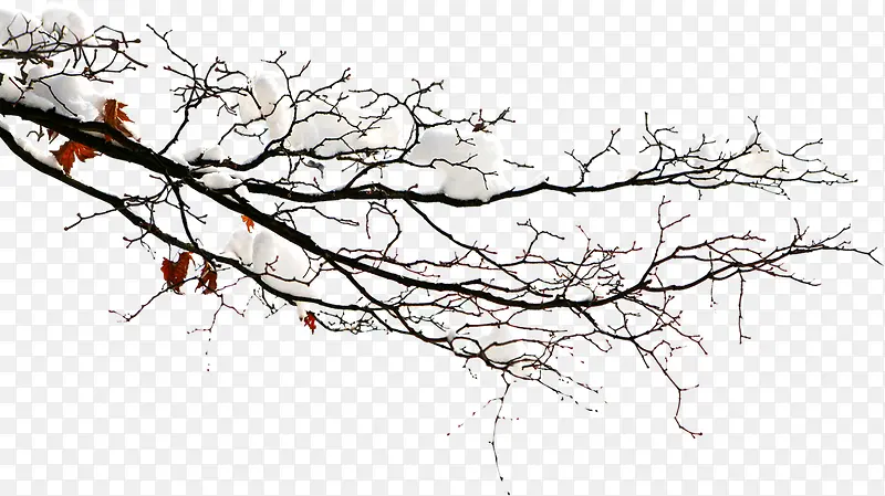 高清摄影冬天的树木雪花