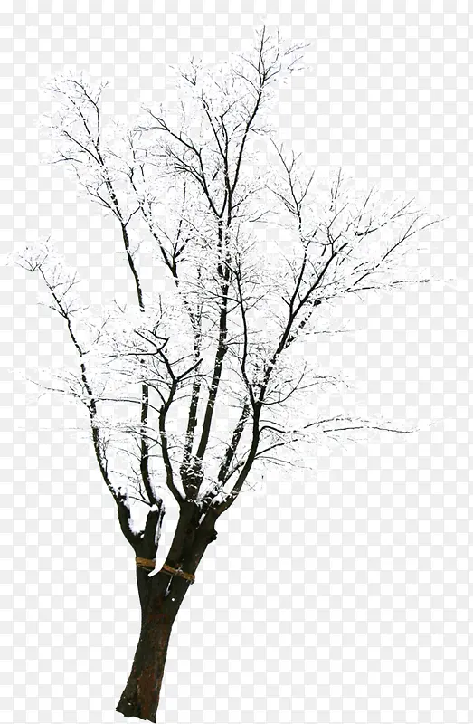 扁平风格创意合成摄影冬天的树木