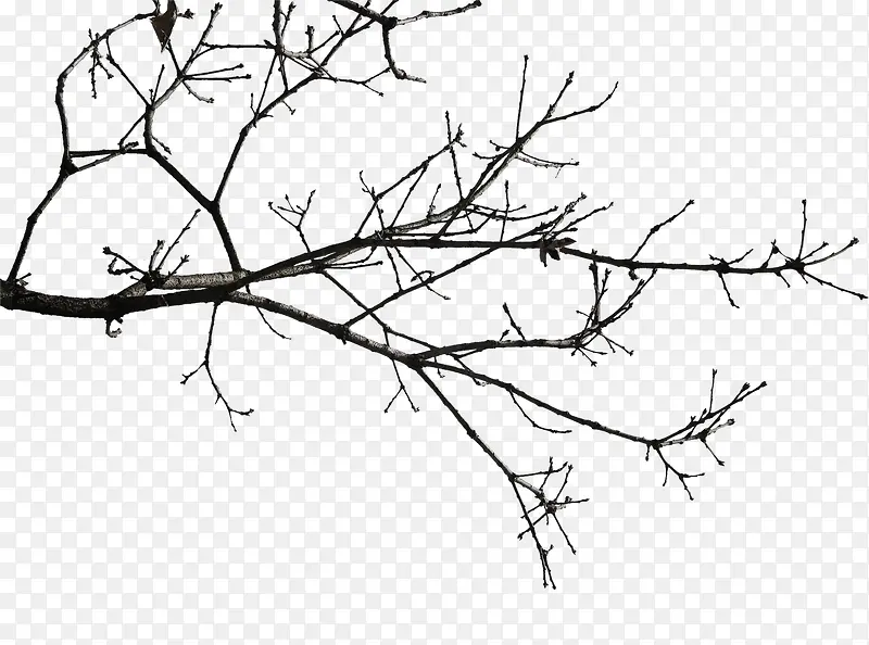 黑色创意冬天的树枝