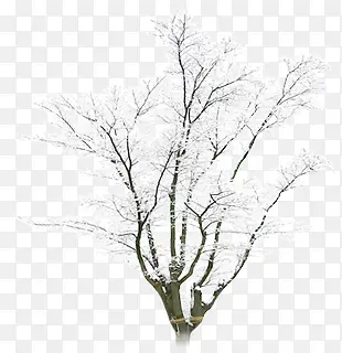 合成摄影效果冬天的树木造型