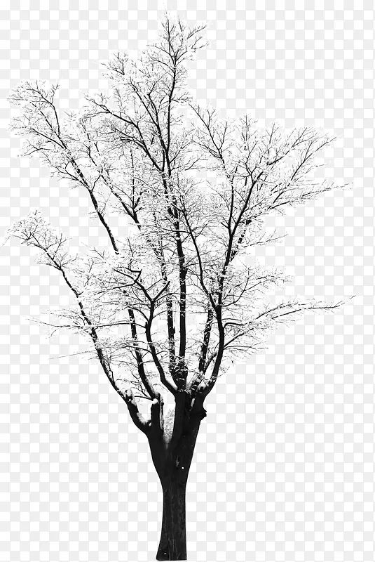 高清摄影创意白色冬天树木