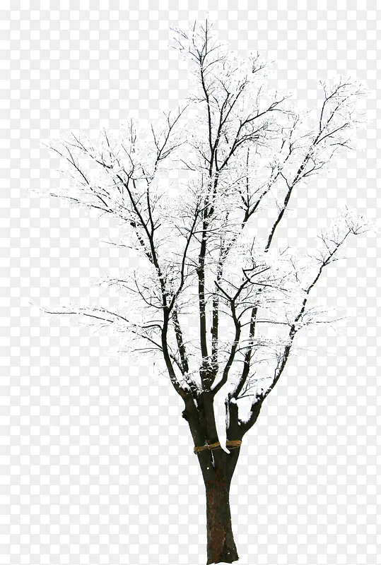 高清摄影创意合成冬天树木