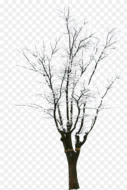创意摄影合成树木白色的雪花