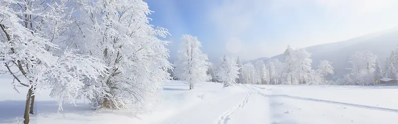 高清摄影白色的雪花世界树木