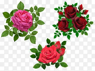 粉红色玫瑰花绿叶