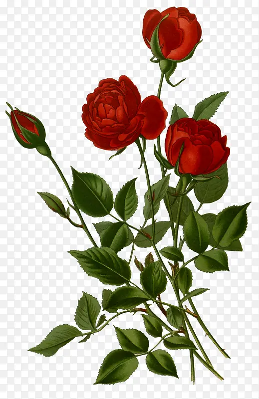 手绘红色玫瑰花材