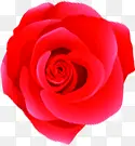 红色玫瑰花温馨装饰