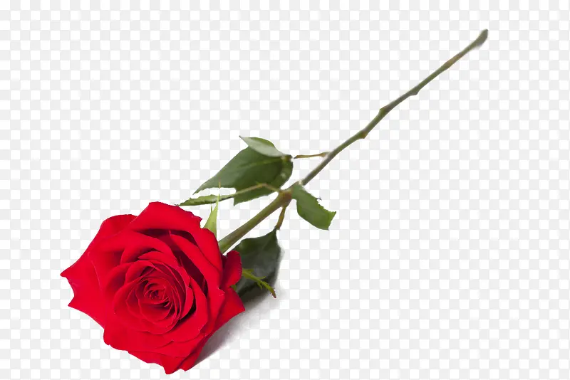 高清摄影红色鲜艳的玫瑰花