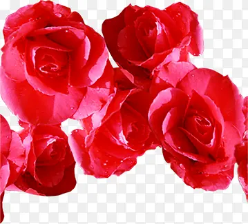 高清红色玫瑰花海报