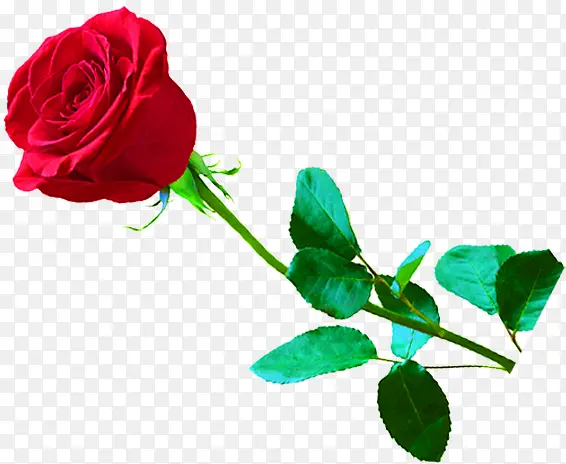 大红色玫瑰花元素